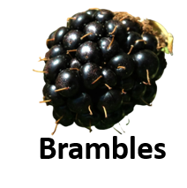 Brambles