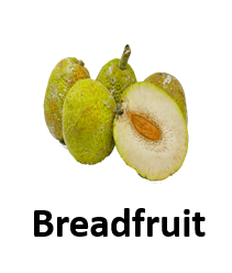 Breadfruit