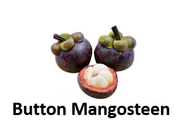 Button Mangosteen