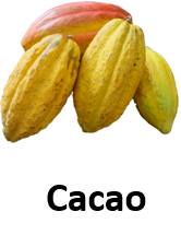 Cacao