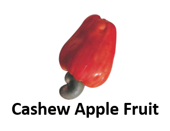 Cashew Apple Fruit