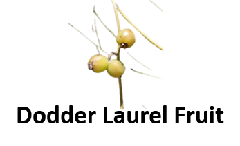 Dodder Laurel Fruit
