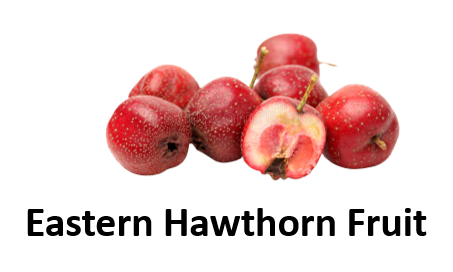 Eastern Hawthorn Fruit