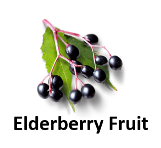 Elderberry Fruit