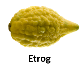 Etrog