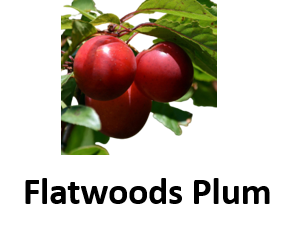 Flatwoods Plum