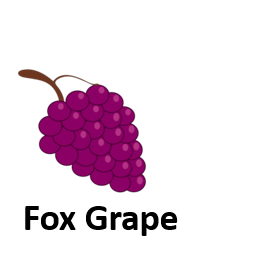 Fox Grape