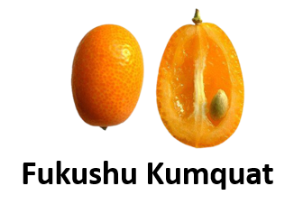 Fukushu Kumquat