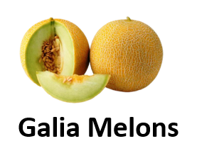 Galia Melons