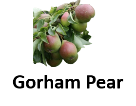Gorham Pear