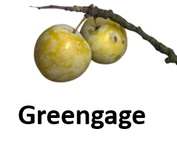 Greengage