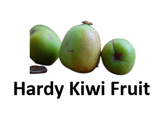 Hardy Kiwi Fruit