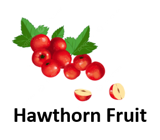 Hawthorn Fruit