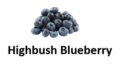 Highbush Blueberry