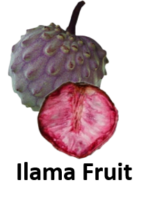 Ilama Fruit