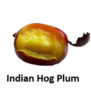 Indian Hog Plum