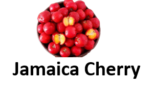 Jamaica Cherry