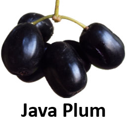 Java Plum