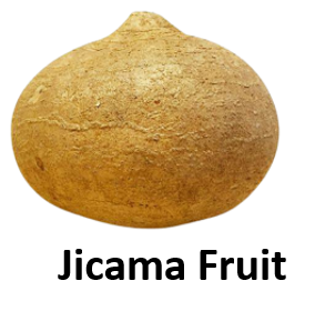 Jicama Fruit