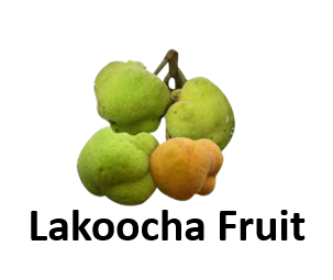 Lakoocha Fruit