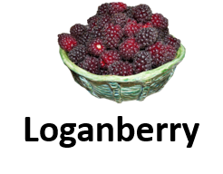 Loganberry