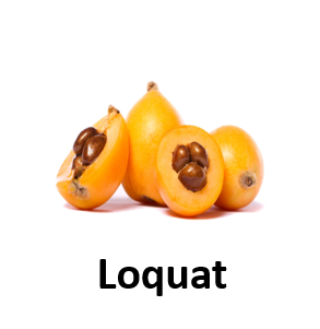 Loquat