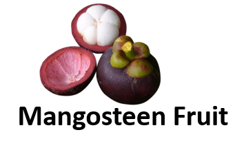 Mangosteen Fruit