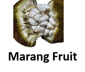 Marang Fruit