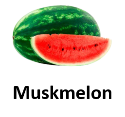 Muskmelon