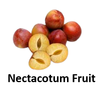 Nectacotum Fruit