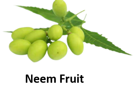 Neem Fruit