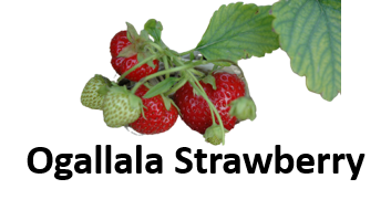 Ogallala Strawberry