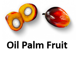 Oil Palm Fruit