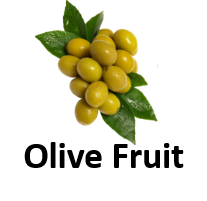 Olive Fruit