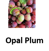 Opal Plum