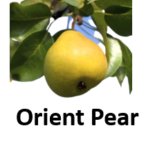 Orient Pear