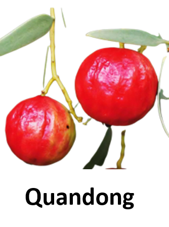 Quandong