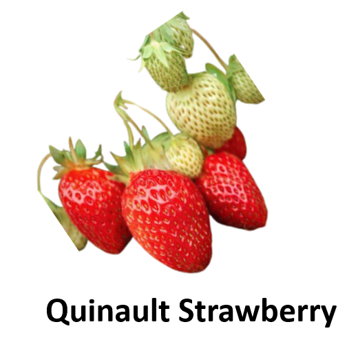 Quinault Strawberry