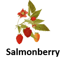 Salmonberry