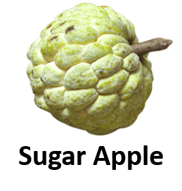 Sugar Apple