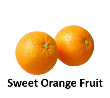 Sweet Orange Fruit