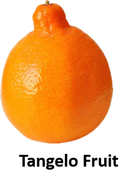 Tangelo Fruit