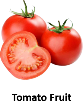 Tomato Fruit