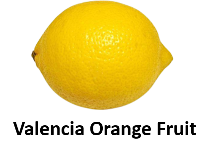 Valencia Orange Fruit