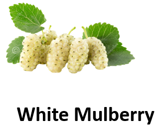 White Mulberry