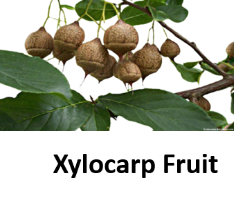 Xylocarp Fruit