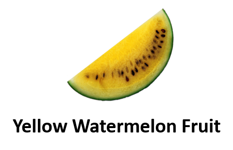 Yellow Watermelon Fruit