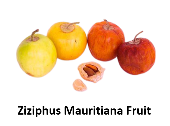 Ziziphus Mauritiana Fruit