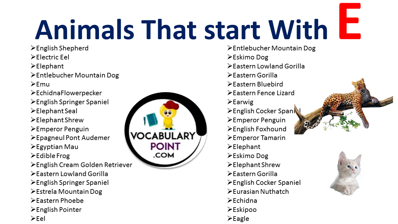 Animals that start with E - Vocabulary Point
