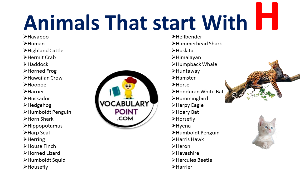 animals-that-start-with-h-vocabulary-point